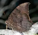 Florida Leafwing - Hodges#4553