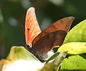 Florida Leafwing - Hodges#4553 - photo 2