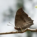 Florida Leafwing - Hodges#4553 - photo 3