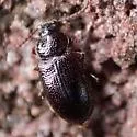 Anaedus brunneus