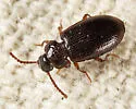 Anaedus brunneus - photo 3