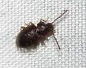 Anaedus brunneus - photo 4