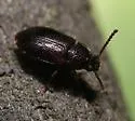 Anaedus brunneus - photo 5