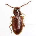 Anaedus pallidus - photo 2