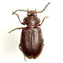 Anaedus texanus - Anaedus texanus