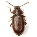 Anaedus texanus - photo 2