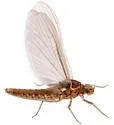 Anafroptilum asperatum