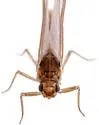 Anafroptilum asperatum - photo 2