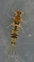 Anafroptilum bifurcatum