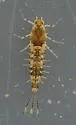 Anafroptilum bifurcatum - photo 2