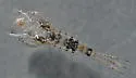 Anafroptilum bifurcatum - photo 4