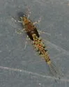 Anafroptilum bifurcatum - photo 5