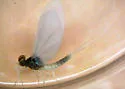 Anafroptilum conturbatum