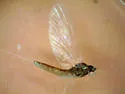 Anafroptilum conturbatum - photo 2