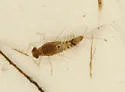 Anafroptilum minor