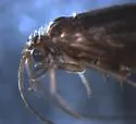 Anagapetus bernea - photo 2