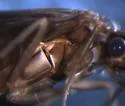 Anagapetus bernea - photo 3