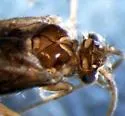 Anagapetus bernea - photo 4