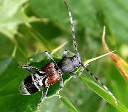 Anaglyptus mysticus