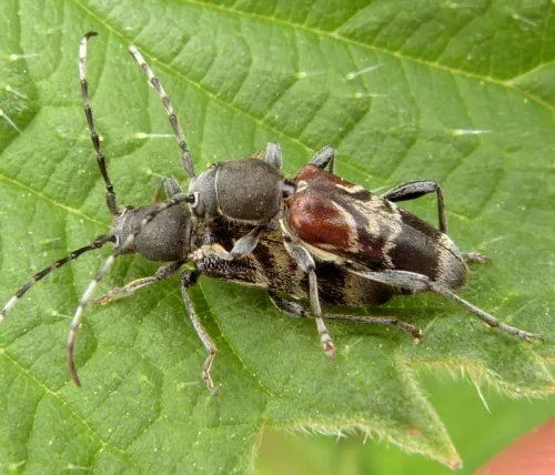 Anaglyptus mysticus - photo 3