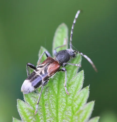 Anaglyptus mysticus - photo 4