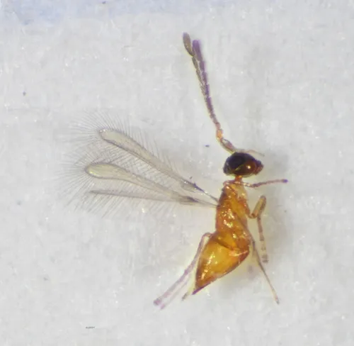 Anagrus atomus