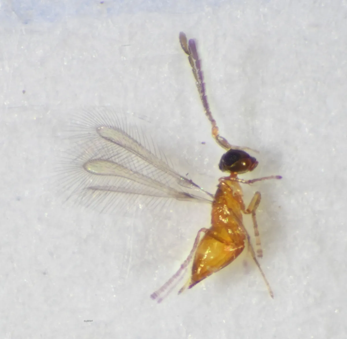 Anagrus atomus - photo 3