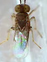 Anagyrus aper