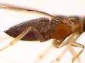Anagyrus aper - photo 4
