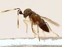 Anagyrus aper - photo 5