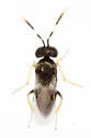 Anagyrus californicus