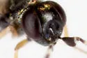 Anagyrus californicus - photo 3