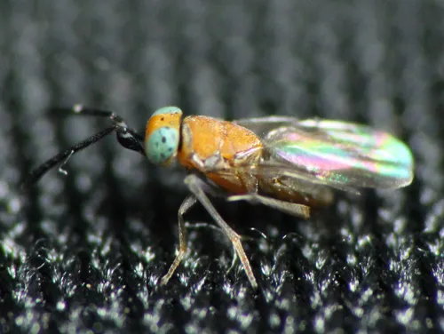 Anagyrus fusciventris