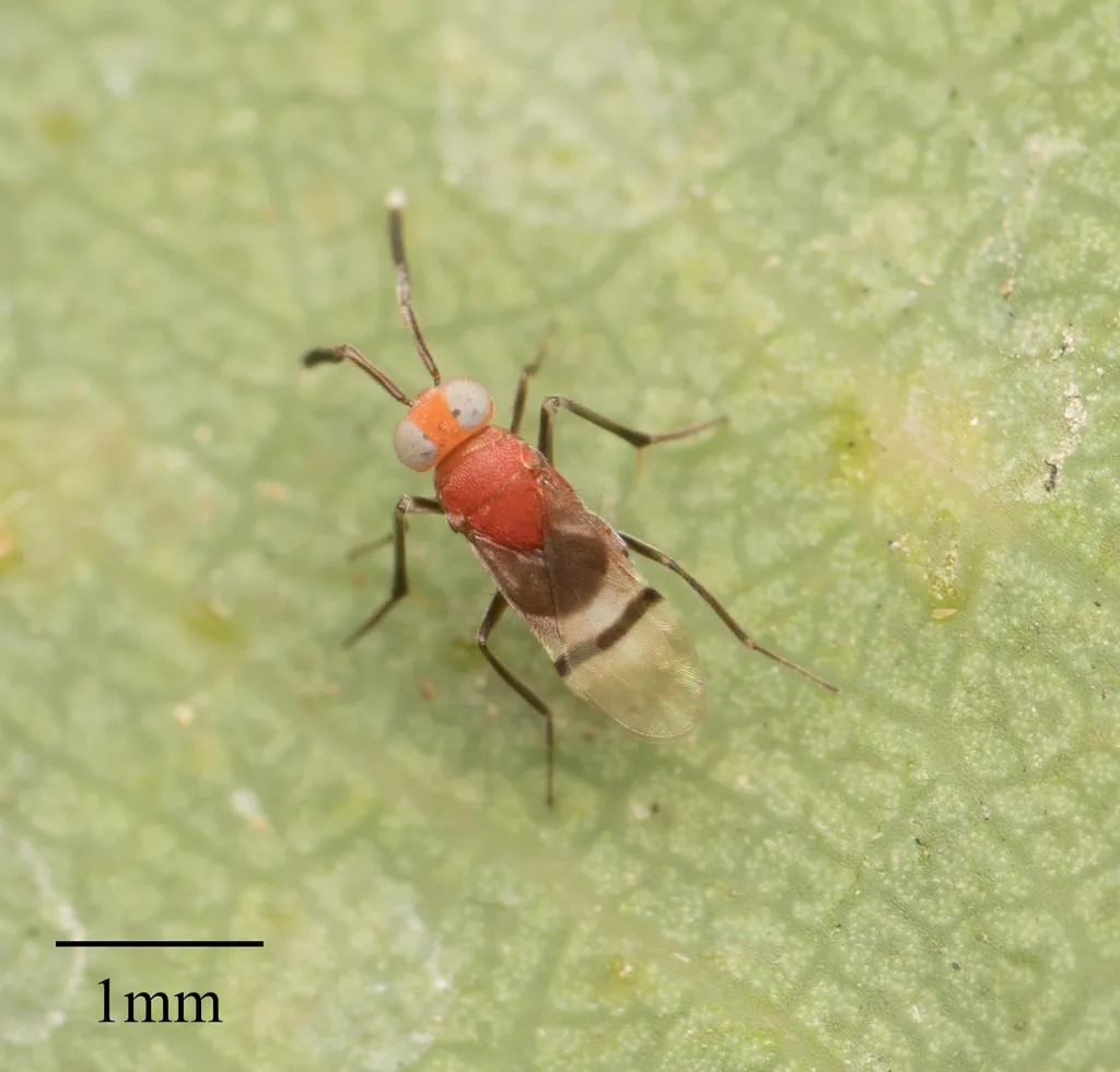 Anagyrus paralia - photo 2