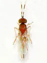Anagyrus pulchricornis