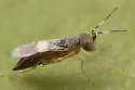Anagyrus shahidi