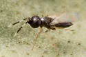 Anagyrus trinidadensis