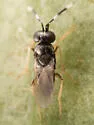 Anagyrus trinidadensis - photo 2