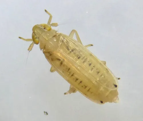 Anakelisia fasciata - Anakelisia fasciata