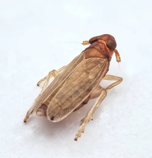 Anakelisia fasciata - photo 2