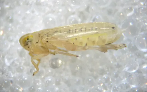 Anakelisia fasciata - photo 3