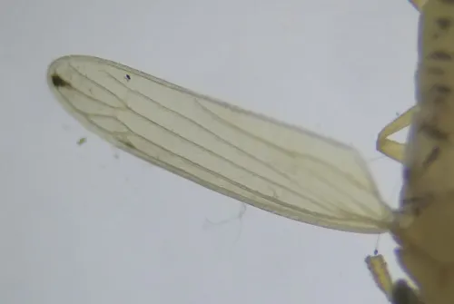 Anakelisia fasciata - photo 4