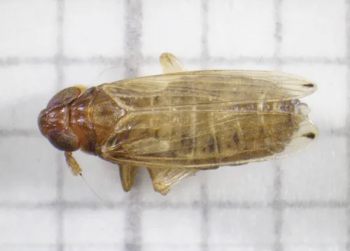 Anakelisia fasciata - photo 7