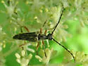 Analeptura lineola - photo 3