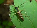 Analeptura lineola - photo 4