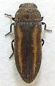Anambodera gemina