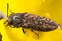 Anambodera nebulosa - photo 3