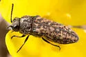 Anambodera nebulosa - photo 4