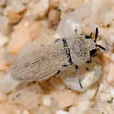 Anambodera palmarum - photo 3
