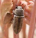 Anambodera palmarum - photo 4